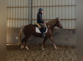 Other Breeds, Mare, 6 years, 15 hh, Chestnut-Red