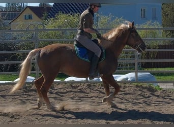 Other Breeds, Mare, 6 years, 15 hh, Chestnut-Red