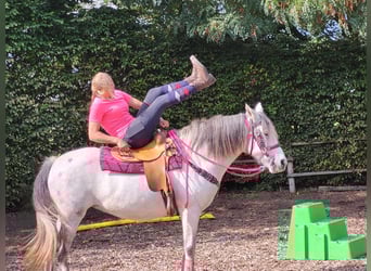 Other Breeds, Mare, 6 years, 15 hh, Gray-Dapple