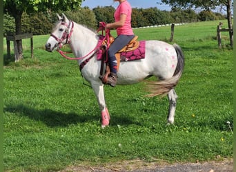 Other Breeds, Mare, 6 years, 15 hh, Gray-Dapple