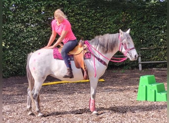 Other Breeds, Mare, 6 years, 15 hh, Gray-Dapple