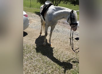 Other Breeds Mix, Mare, 6 years, 15 hh, Pinto