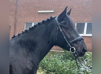 Other Breeds, Mare, 6 years, 15,1 hh, Black
