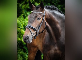 Other Breeds, Mare, 6 years, 15,2 hh, Bay-Dark