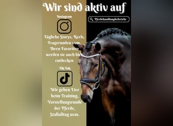 Other Breeds, Mare, 6 years, 15,2 hh, Bay-Dark
