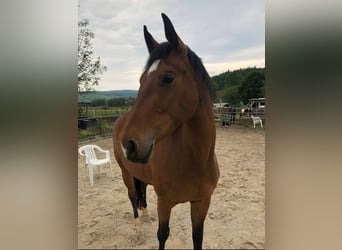 Other Breeds, Mare, 6 years, 15,3 hh, Brown