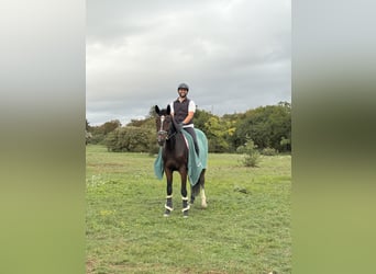 Other Breeds, Mare, 6 years, 16.1 hh, Bay-Dark
