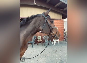 Other Breeds, Mare, 6 years, 16.1 hh, Brown