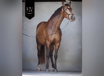 Other Breeds, Mare, 6 years, 16.1 hh, Dun