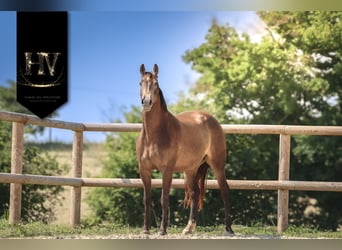 Other Breeds, Mare, 6 years, 16.1 hh, Dun