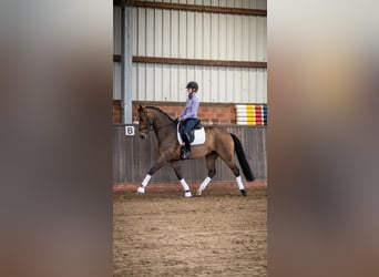 Other Breeds, Mare, 6 years, 16.2 hh, Brown