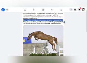 Other Breeds, Mare, 6 years, 16 hh, Bay