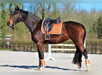 Other Breeds, Mare, 6 years, 16 hh, Brown
