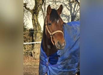 Other Breeds, Mare, 6 years, 16 hh, Brown