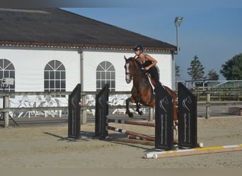 Other Breeds, Mare, 6 years, 16 hh, Brown