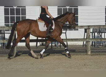 Other Breeds, Mare, 6 years, 16 hh, Brown