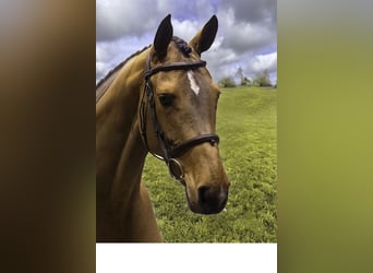 Other Breeds, Mare, 6 years, 16 hh, Brown