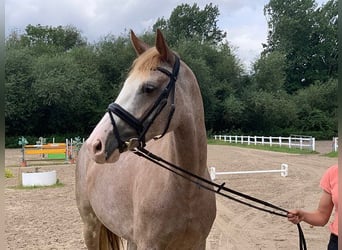 Other Breeds, Mare, 6 years, 16 hh, Gray-Red-Tan