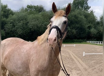 Other Breeds, Mare, 6 years, 16 hh, Gray-Red-Tan