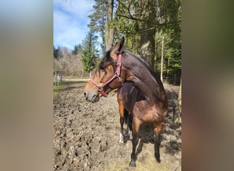 Other Breeds, Mare, 6 years, 16,1 hh, Brown