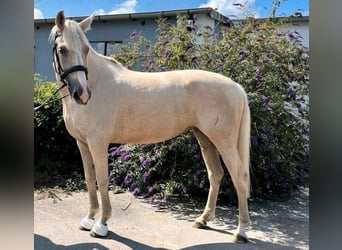 Other Breeds, Mare, 6 years, 16,1 hh, Palomino