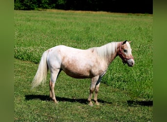 Other Breeds, Mare, 6 years, 9 hh, Roan-Red