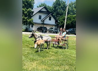 Other Breeds, Mare, 6 years, 9 hh, Roan-Red