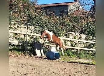Other Breeds, Mare, 7 years, 12.1 hh