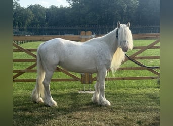 Other Breeds, Mare, 7 years, 12 hh