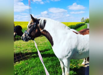 Other Breeds Mix, Mare, 7 years, 12 hh, Pinto