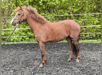 Other Breeds, Mare, 7 years, 13.1 hh
