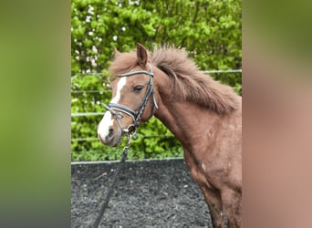Other Breeds, Mare, 7 years, 13.1 hh
