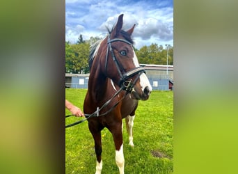 Other Breeds Mix, Mare, 7 years, 13.2 hh