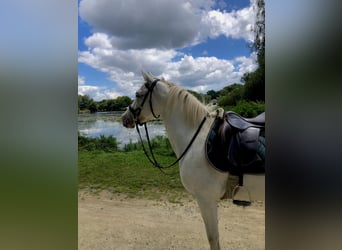 Other Breeds, Mare, 7 years, 13,2 hh, White