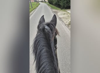 Other Breeds, Mare, 7 years, 14,1 hh, Black