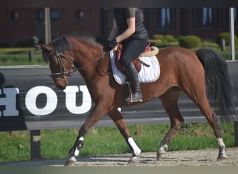 Other Breeds, Mare, 7 years, 14.1 hh, Brown