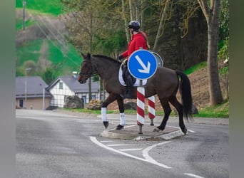 Other Breeds, Mare, 7 years, 14.1 hh, Brown