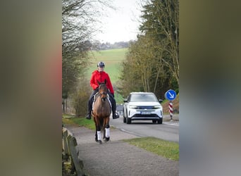 Other Breeds, Mare, 7 years, 14.1 hh, Brown