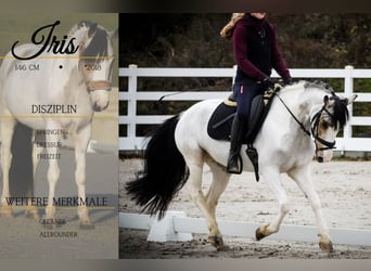 Other Breeds, Mare, 7 years, 14.1 hh, Pinto