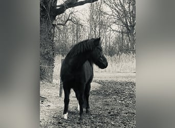 Other Breeds Mix, Mare, 7 years, 14,2 hh, Black