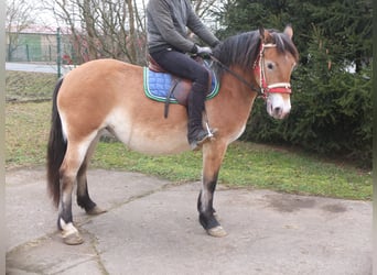 Other Breeds Mix, Mare, 7 years, 14,2 hh, Brown-Light