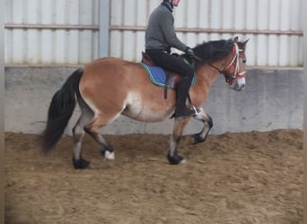 Other Breeds Mix, Mare, 7 years, 14,2 hh, Brown-Light