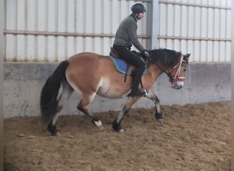 Other Breeds Mix, Mare, 7 years, 14,2 hh, Brown-Light