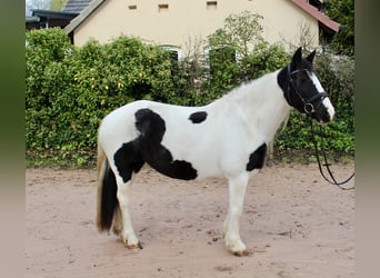 Sonstige Rassen, Stute, 7 Jahre, 14 hh, Schecke