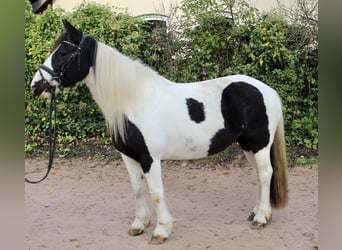 Sonstige Rassen, Stute, 7 Jahre, 14 hh, Schecke