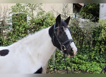 Sonstige Rassen, Stute, 7 Jahre, 14 hh, Schecke