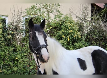 Sonstige Rassen, Stute, 7 Jahre, 14 hh, Schecke