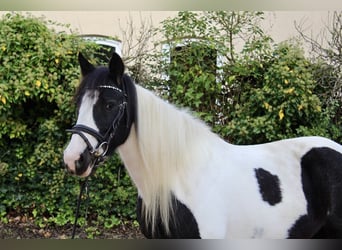 Sonstige Rassen, Stute, 7 Jahre, 14 hh, Schecke