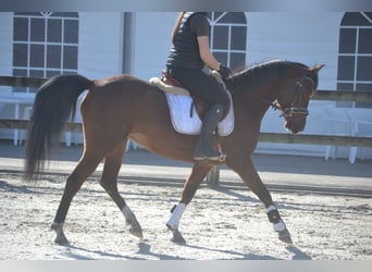Other Breeds, Mare, 7 years, 14,1 hh, Brown