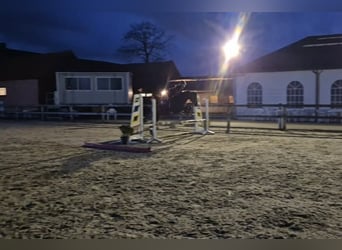 Other Breeds, Mare, 7 years, 14,1 hh, Brown